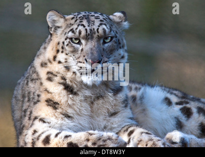 Snow Leopard (uncia uncia) Irina, Marwell Wildlife, UK Stock Photo