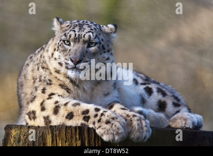 Snow Leopard (uncia uncia) Irina, Marwell Wildlife, UK Stock Photo