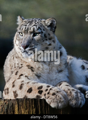 Snow Leopard (uncia uncia) Irina, Marwell Wildlife, UK Stock Photo