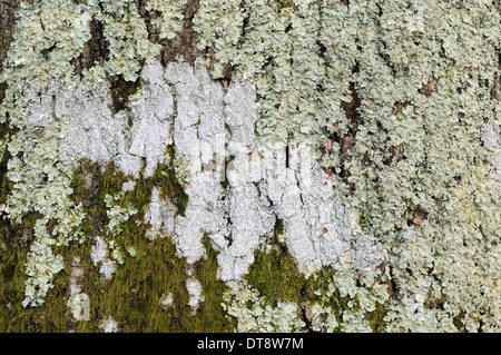 Close up of lichen and moss on an old tree Stock Photo
