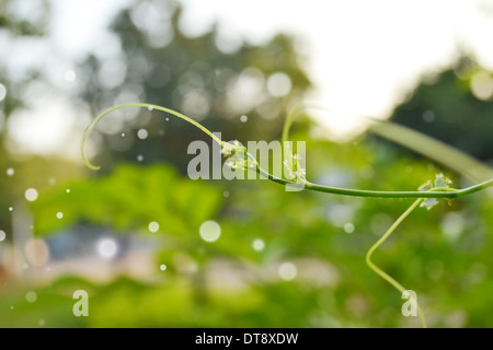 the vine ivy of plant in nature Stock Photo