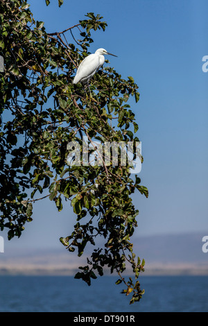 Egret, Lake Hawassa, Hawassa, Ethiopia Stock Photo