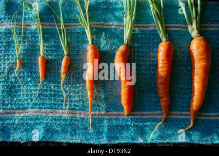 family of carrots of different sizes laid out against a dishcloth on a sunlit table Stock Photo