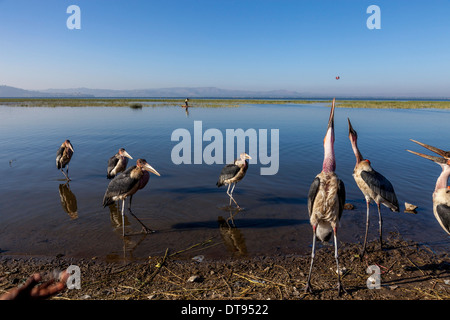 Marabou Storks (leptoptilos crumeniferus), Lake Hawassa, Hawassa, Ethiopia Stock Photo