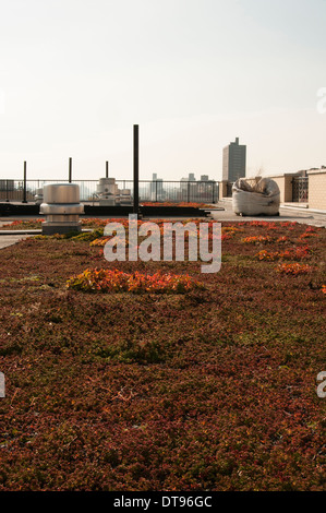 A rooftop garden that is part of a public housing project in the Bronx, NY Stock Photo