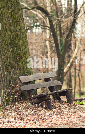 Autumn view of a bench under an old tree in the park during the winter season Stock Photo