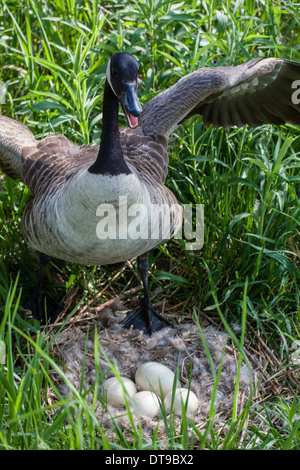 Canada Goose guarding nest.