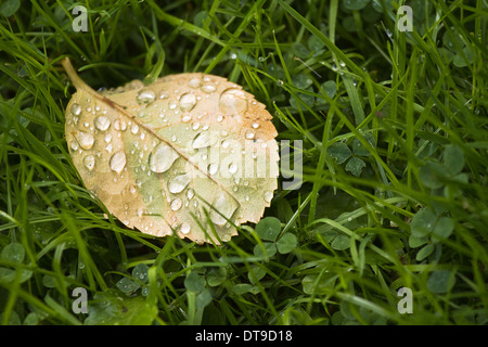 Fallen Rose leaf with dewdrops in the morning on grass with clover in late summer or early autumn Stock Photo