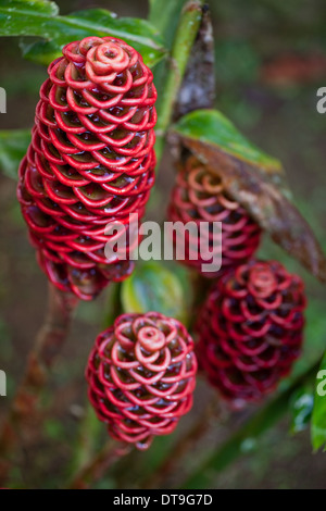 Shampoo or Pinecone Ginger. (Zingiber zerumbet). Cones. Savegre. Costa Rica. View from above. Stock Photo