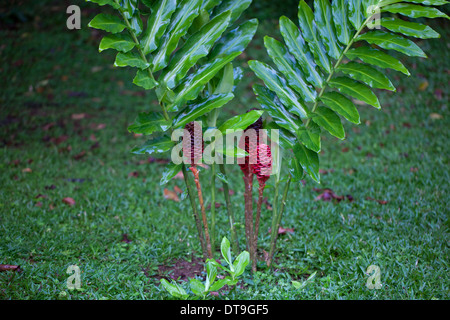 Shampoo or Pinecone Ginger (Zingiber zerumbet). Plant with red cones. Savegre. Costa Rica. Central America. Stock Photo