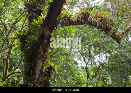 Epiphytes, including Bromeliads, growing on limbs and trunks of trees in montane rain and cloud forest. Savegre. Costa Rica. Stock Photo