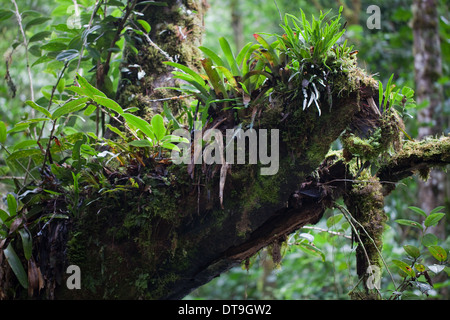 Epiphytes, including Bromeliads, growing on limbs and trunks of trees in montane rain and cloud forest. Savegre. Costa Rica. Stock Photo