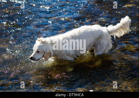 Platinum colored Golden Retriever puppy (9 months) playing in the cold and icy Arkansas River, Salida, Colorado, USA Stock Photo