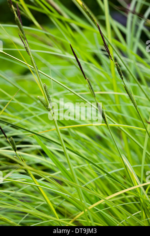 Bowles' golden sedge (Carex elata 'Aurea') Stock Photo
