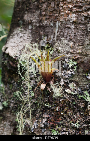 Bromeliads. Epiphyte. Growing amongst mosses and supported by host tree. Costa Rica. Stock Photo