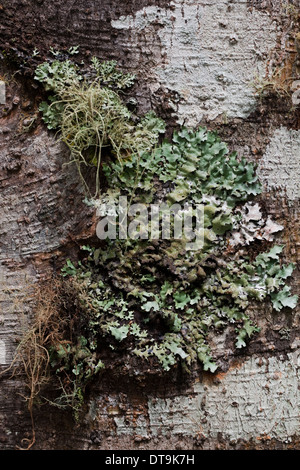 Lichens and Mosses growing on a tree trunk. Cloud forest. Costa Rica. Stock Photo