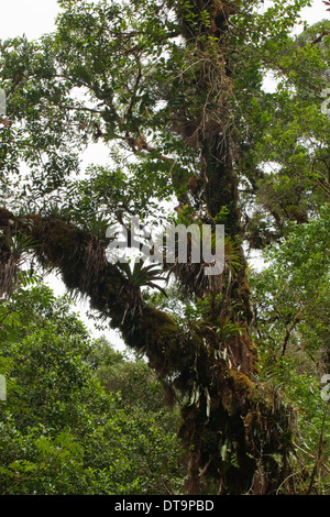 Epiphytes, including Bromeliads, growing on limbs and trunks of trees in montane rain and cloud forest. Costa Rica. Stock Photo