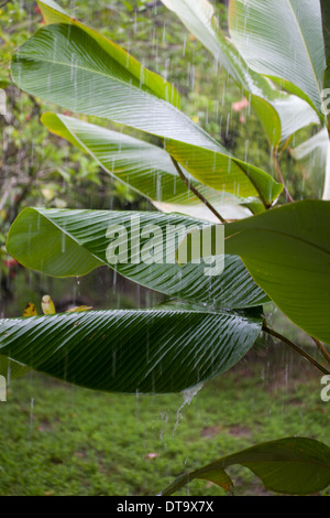 Tropical rain downpour, with water hitting and bouncing from Banana (Musa sp. ) leaves or blades. Savegre. Costa Rica. Stock Photo