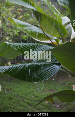 Tropical rain downpour, with water hitting and bouncing from Banana (Musa sp. ) leaves or blades. Savegre. Costa Rica. Stock Photo