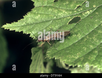 Stonefly - Nemoura cinerea Stock Photo