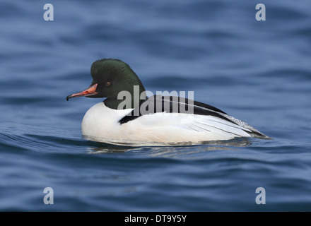 Goosander Mergus merganser - Adult Male Stock Photo