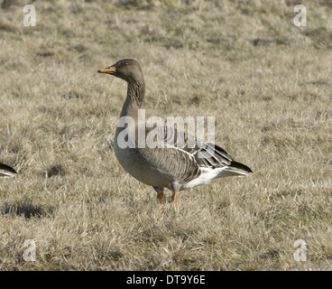 Bean Goose - Anser fabalis - tundra race - ssp fabalis. Stock Photo