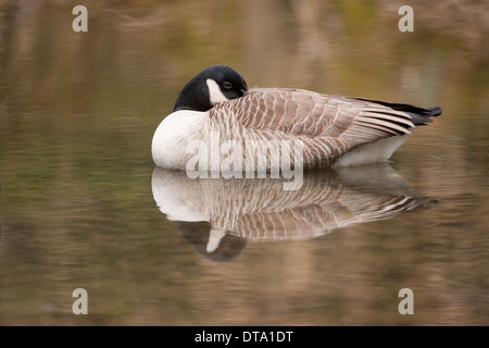 Canada Goose (Branta canadensis) in water, North Rhine-Westphalia, Germany Stock Photo