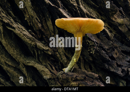Old Flammulina mushroom (Flammulina) on a tree trunk, Brandenburg, Germany Stock Photo