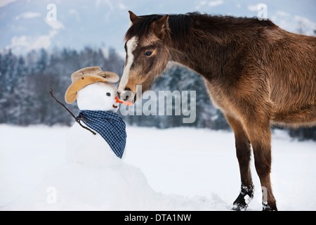 Welsh Mountain Pony eating carrot nose of a snowman in western styling, North Tyrol, Austria Stock Photo