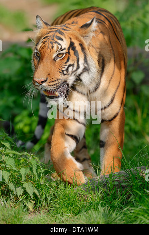 Malayan Tiger (Panthera tigris jacksoni), native to the Malay Peninsula, captive, Germany Stock Photo