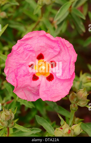 Orchid Rockrose (Cistus x purpureus), flower, Provence, Southern France, France Stock Photo