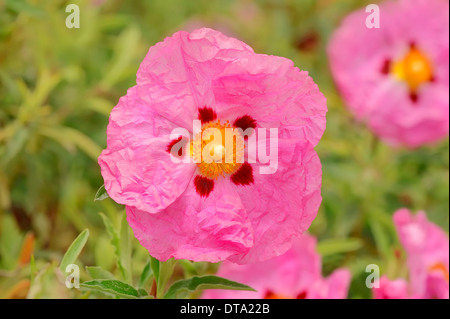 Orchid Rockrose (Cistus x purpureus), flower, Provence, Southern France, France Stock Photo