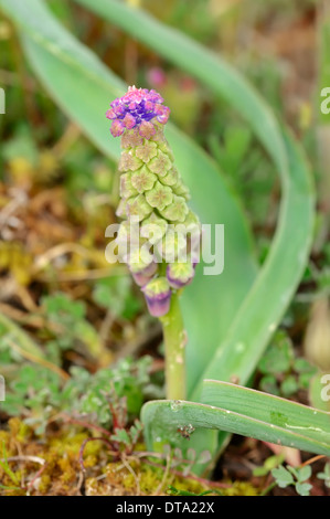 Tassel Hyacinth (Muscari comosum), Provence, Southern France, France Stock Photo