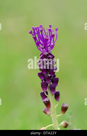 Tassel Hyacinth (Muscari comosum), Provence, Southern France, France Stock Photo