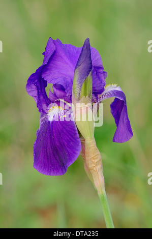 Medium Tall Bearded Iris (Iris barbata-media hybride), flower, Provence, southern France, France Stock Photo
