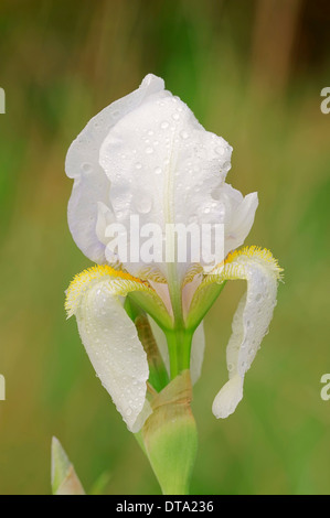Medium Tall Bearded Iris (Iris barbata-media hybride), flower, Provence, southern France, France Stock Photo