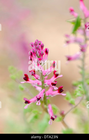 Common Fumitory (Fumaria officinalis), Provence, Southern France, France Stock Photo