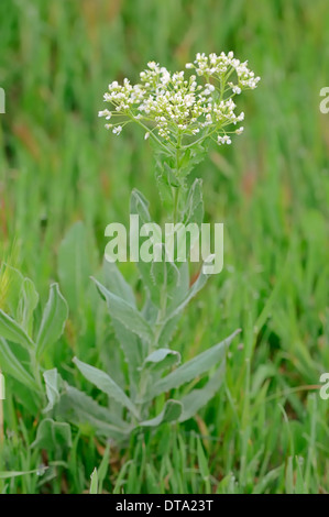 Whitetop (Lepidium draba, Cardaria draba), Provence, Southern France, France Stock Photo