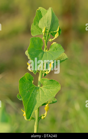 European Birthwort (Aristolochia clematitis), flower, Provence, Southern France, France Stock Photo