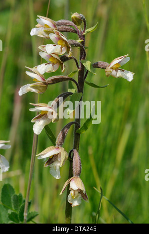 Marsh Helleborine - Epipactis palustris Orchid of the sand dunes Stock Photo