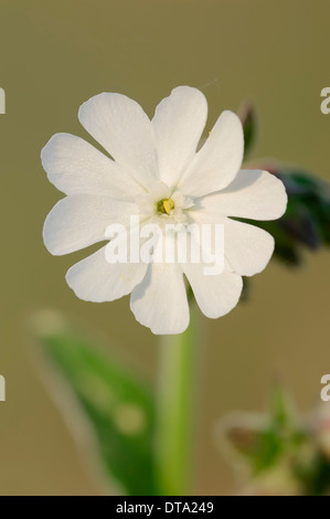 White Campion (Silene latifolia alba), flower, Provence, Southern France, France Stock Photo