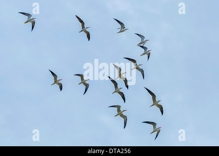 Group of Indian Skimmers (Rynchops albicollis) in flight, Dholpur, Rajasthan, India Stock Photo