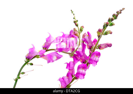 some violet snapdragon flowers on a white background Stock Photo