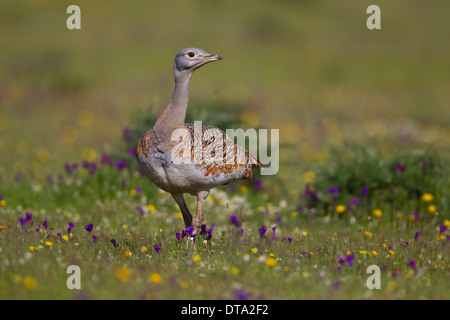 Great Bustard (Otis tarda), female, Extremadura, Spain Stock Photo