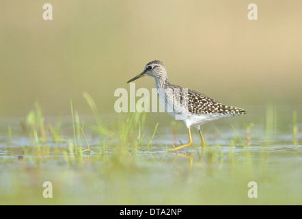 Wood Sandpiper (Tringa glareola) foraging in an old gravel pit, Saxony, Germany Stock Photo