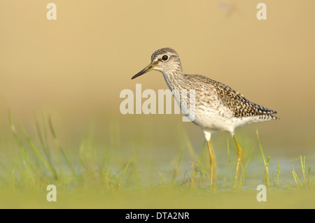 Wood Sandpiper (Tringa glareola) foraging in an old gravel pit, Saxony, Germany Stock Photo