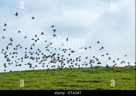 Common Starlings (Sturnus vulgaris), gathering to migrate south, Weitnau, Oberallgäu, Allgäu, Bavaria, Germany Stock Photo