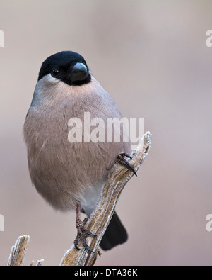 Eurasian Bullfinch (Pyrrhula pyrrhula), female, Tyrol, Austria Stock Photo