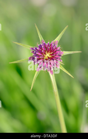 Purple Salsify or Goatsbeard (Tragopogon porrifolius), flower, Provence, Southern France, France Stock Photo