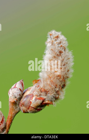 Grey Poplar (Populus canescens), male flower, North Rhine-Westphalia, Germany Stock Photo